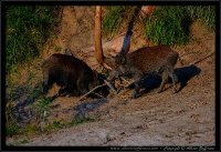 Cinghiale - Sus scrofa