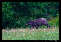 Cinghiale - Sus scrofa