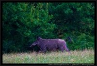 Cinghiale - Sus scrofa