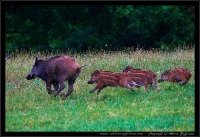 Cinghiale - Sus scrofa