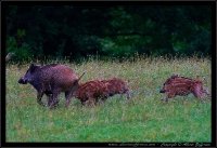 Cinghiale - Sus scrofa