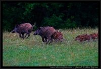 Cinghiale - Sus scrofa