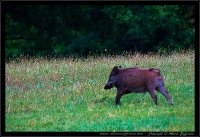 Cinghiale - Sus scrofa