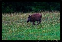 Cinghiale - Sus scrofa