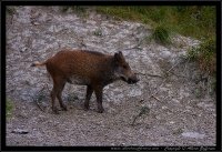 Cinghiale - Sus scrofa