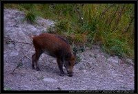 Cinghiale - Sus scrofa