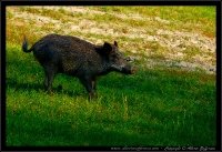 Cinghiale - Sus scrofa