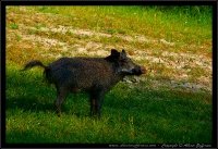 Cinghiale - Sus scrofa