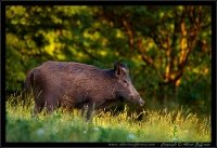 Cinghiale - Sus scrofa