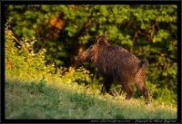 Cinghiale - Sus scrofa