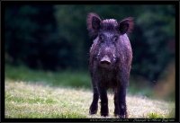 Cinghiale - Sus scrofa