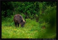 Cinghiale - Sus scrofa