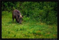 Cinghiale - Sus scrofa