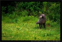 Cinghiale - Sus scrofa