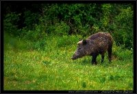 Cinghiale - Sus scrofa