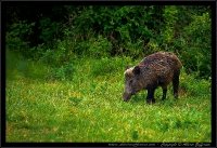 Cinghiale - Sus scrofa