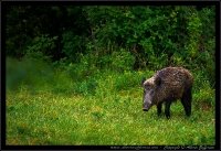 Cinghiale - Sus scrofa