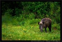 Cinghiale - Sus scrofa