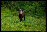 Cinghiale - Sus scrofa