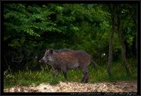 Cinghiale - Sus scrofa