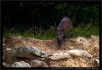 Cinghiale - Sus scrofa