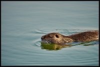 Nutria - Myocastor coypus