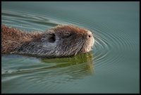 Nutria - Myocastor coypus