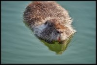Nutria - Myocastor coypus