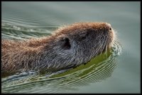 Nutria - Myocastor coypus