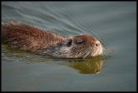 Nutria - Myocastor coypus