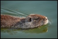 Nutria - Myocastor coypus
