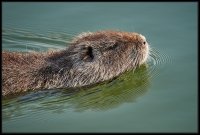 Nutria - Myocastor coypus