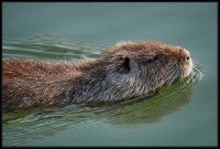 Nutria - Myocastor coypus