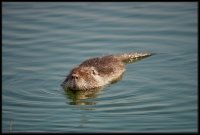 Nutria - Myocastor coypus