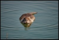 Nutria - Myocastor coypus