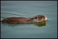 Nutria - Myocastor coypus