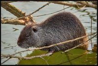Nutria - Myocastor coypus
