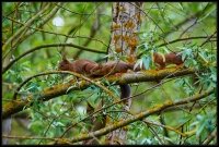 Scoiattolo rosso - Sciurus vulgaris