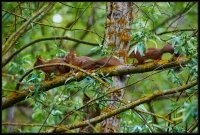 Scoiattolo rosso - Sciurus vulgaris