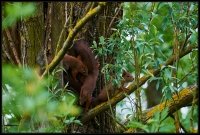 Scoiattolo rosso - Sciurus vulgaris