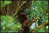 Scoiattolo rosso - Sciurus vulgaris