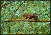 Scoiattolo rosso - Sciurus vulgaris