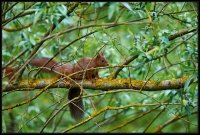 Scoiattolo rosso - Sciurus vulgaris