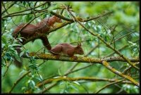 Scoiattolo rosso - Sciurus vulgaris