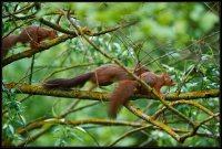 Scoiattolo rosso - Sciurus vulgaris