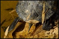 Tartaruga dalle orecchie rosse - Trachemys scripta elegans