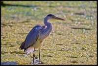 Airone cenerino - Ardea cinerea