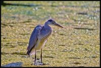 Airone cenerino - Ardea cinerea