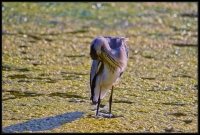 Airone cenerino - Ardea cinerea