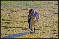 Airone cenerino - Ardea cinerea